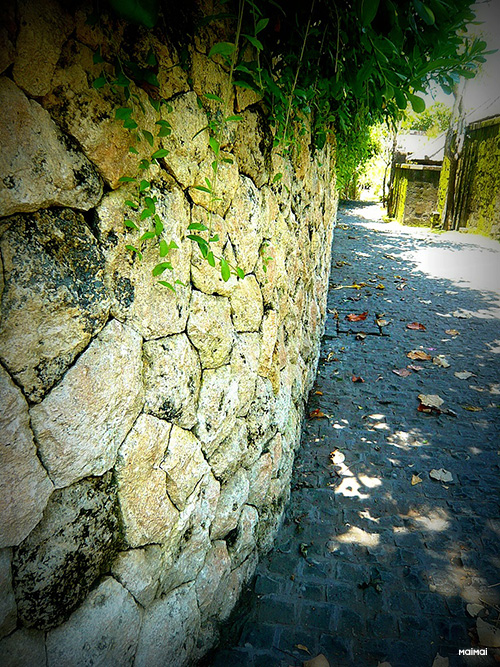 P1160855 KABE SIRO S PICASA PS 500 667