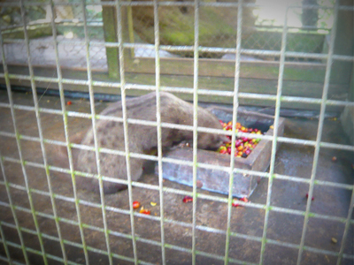 P1170634 CUT PICASA 400