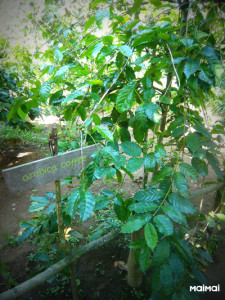 P1170656 PICASA 400 533 PSのコピー