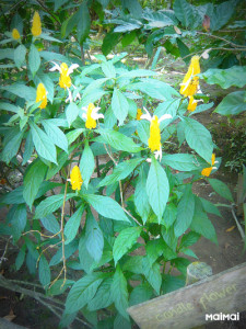 P1170657 CUT PICASA 400 533 PSのコピー