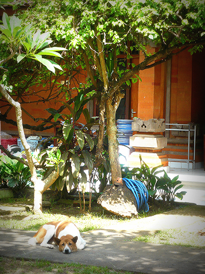 P1170539 picasa 500