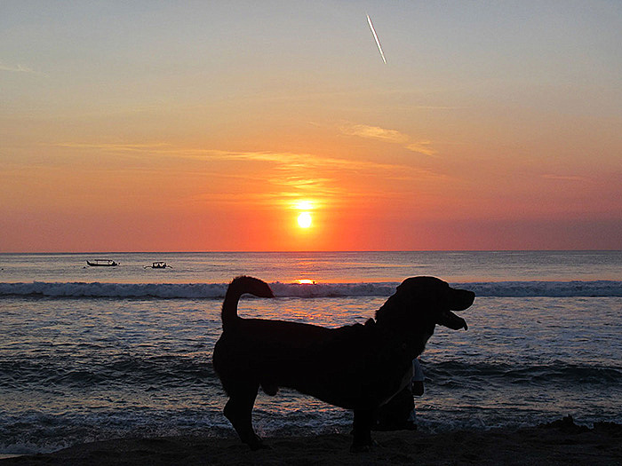 SASUKE KUTABEACH INU 700 PICASA