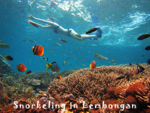 lembongan-snork1