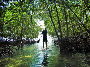 paddle