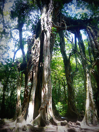 P1200250 picasa 400
