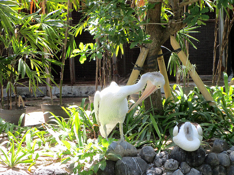 IMG_0907 CUT PICASA 750