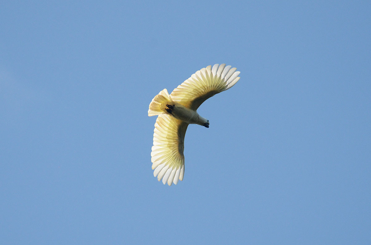 bird-r41