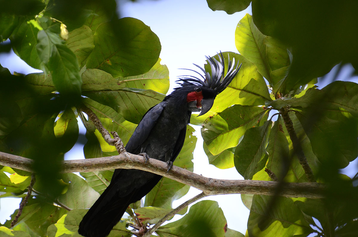 bird-r43