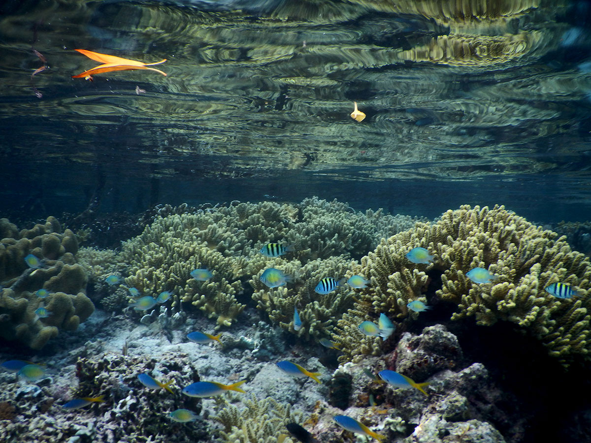 raja-ampat1