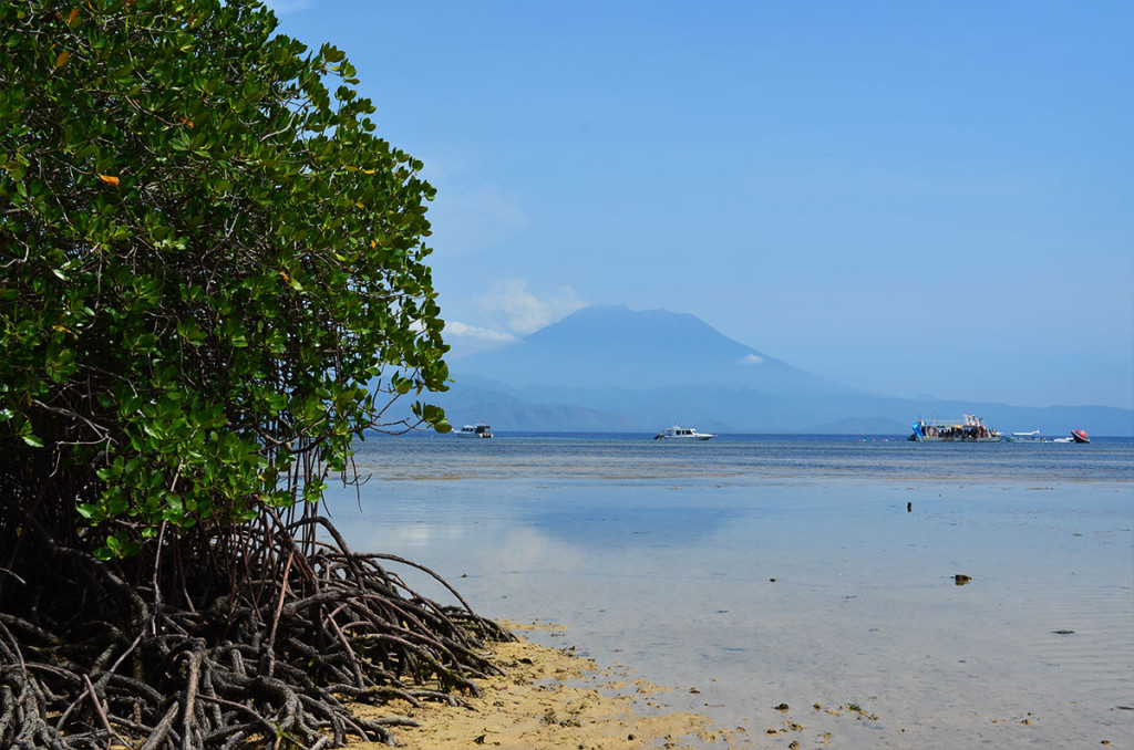 mangrove2