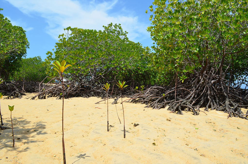 mangrove4