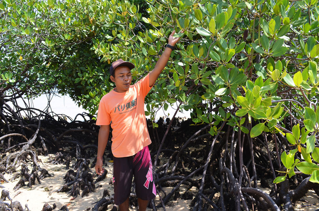 mangrove5