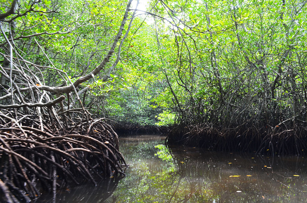 mangrove6