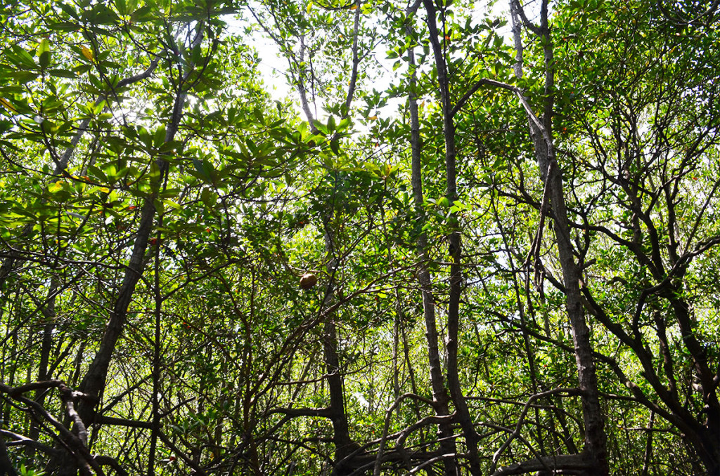 mangrove7