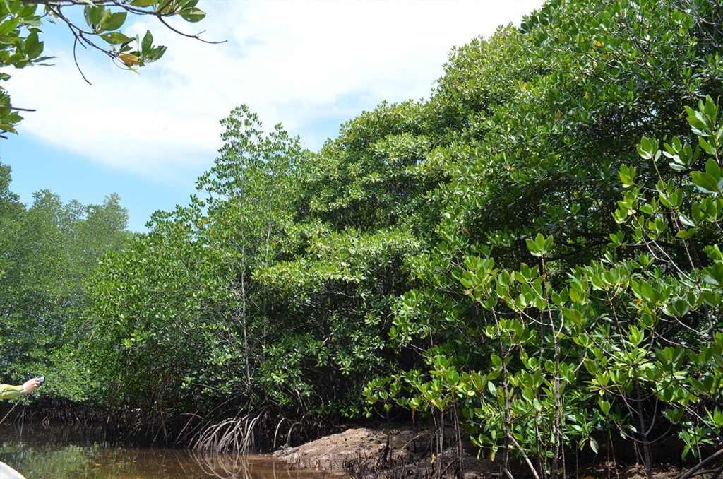 mangrove8