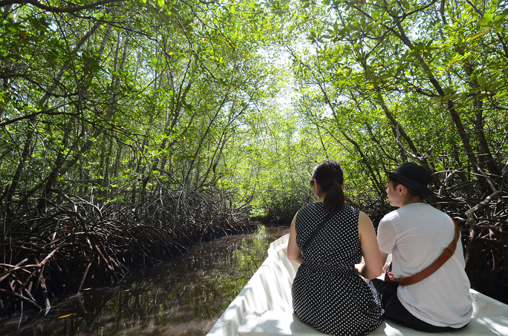 mangrovetour