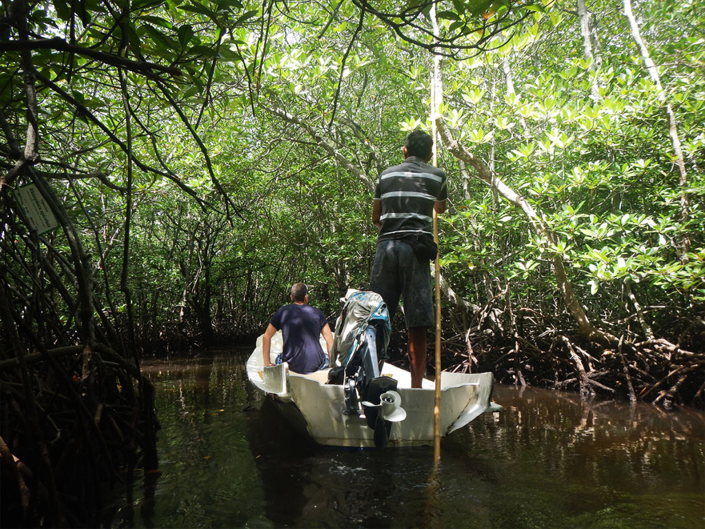 mangrovetour1