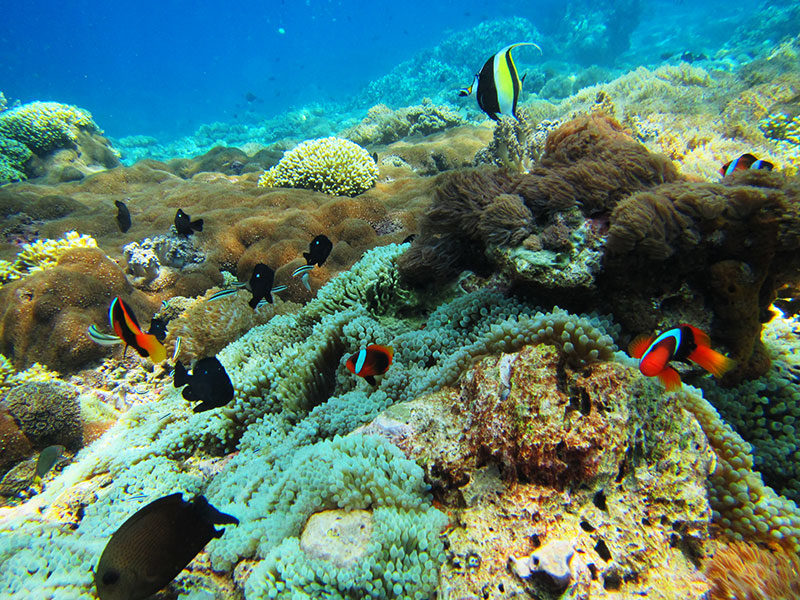 レンボンガン島バリ倶楽部のシュノーケリング