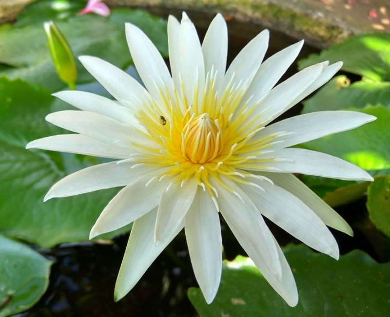 バリ島の蓮の花