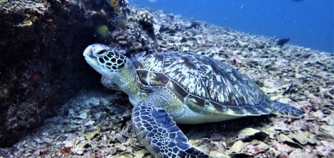 バリ島発レンボンガン島シュノーケリング専門ツアー
