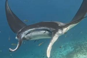 マンタポイント