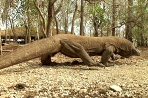 ホテルへお送りします。