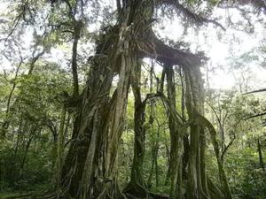 クブンラヤ植物園内のガジュマルの木を見学