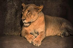 バリサファリに到着。