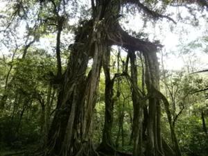 クブンラヤ植物園内のガジュマルの木を見学